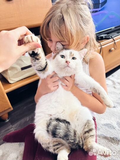 Толстый кот