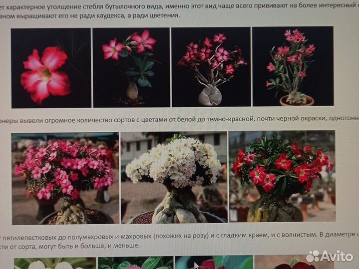 Адениум мини