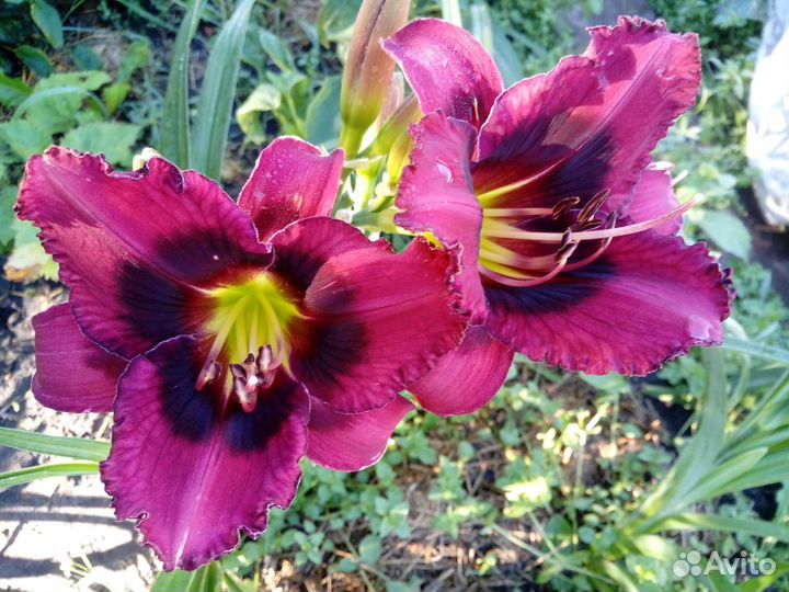 Продам зимостойкие гибридные лилейники