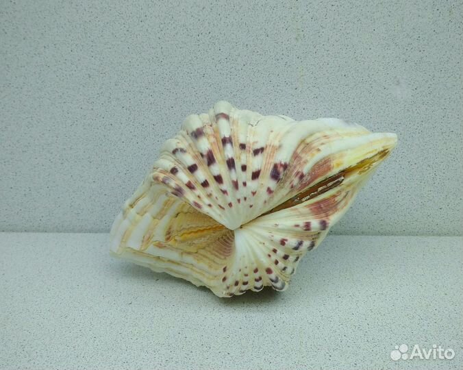 Хипопус 13,8 морская ракушка раковина