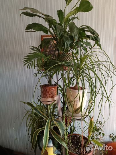 Комнатные растения