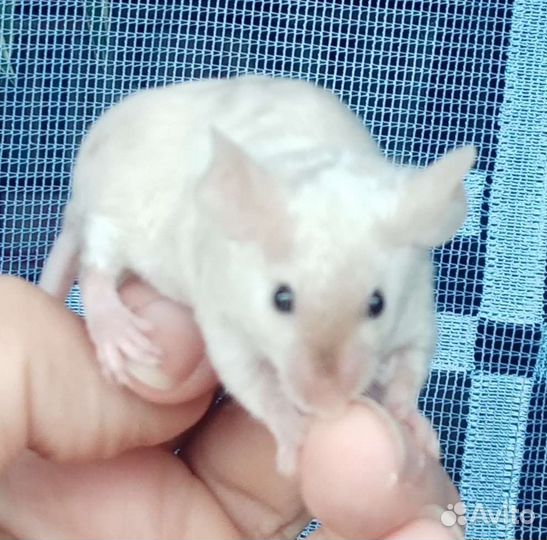 Мышки декоративные цветные ручные