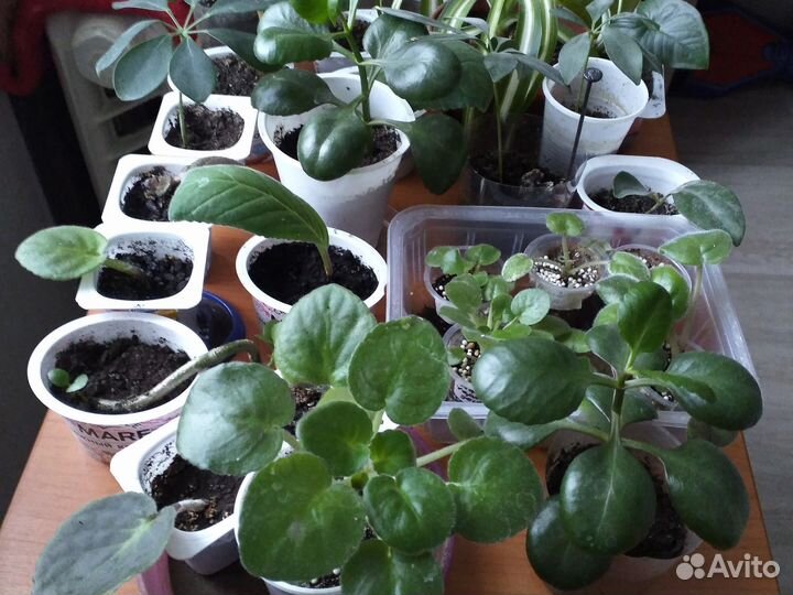 Комнатные растения