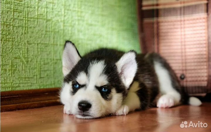 Щенки сибирской хаски