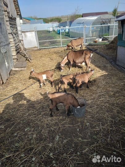 Продаются козлята