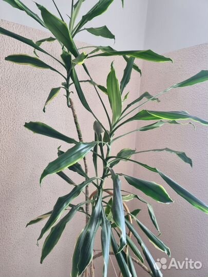 Пальма драцена большая