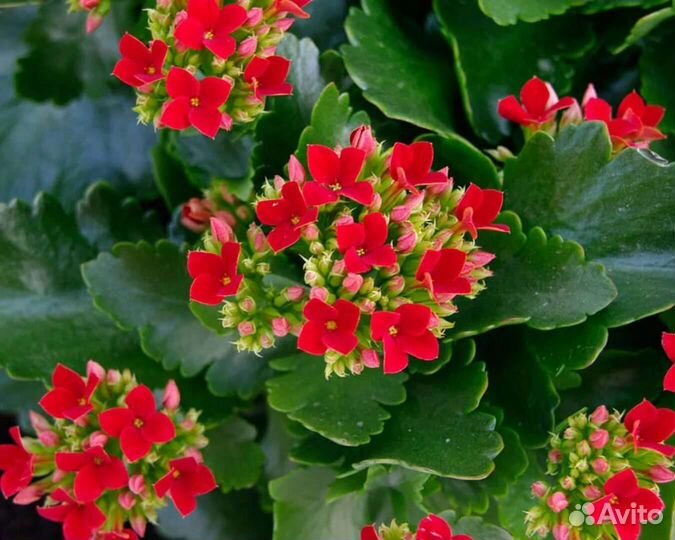 Каланхоэ (отростки) бесплатно