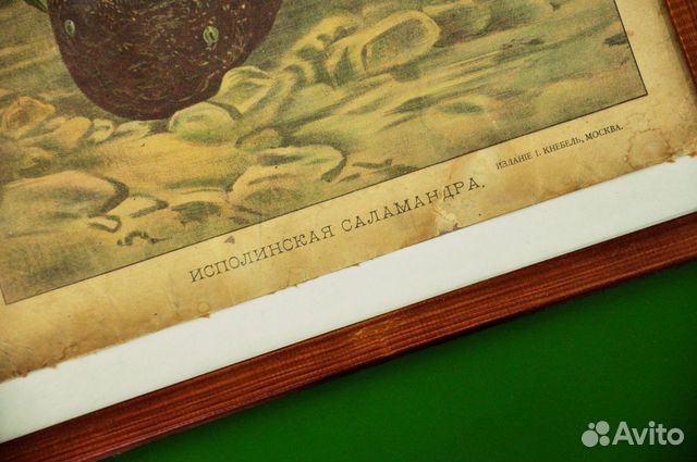 Дореволюционный плакат исполинская саламандра