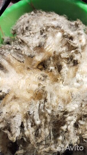 Шерсть овечья не мытая