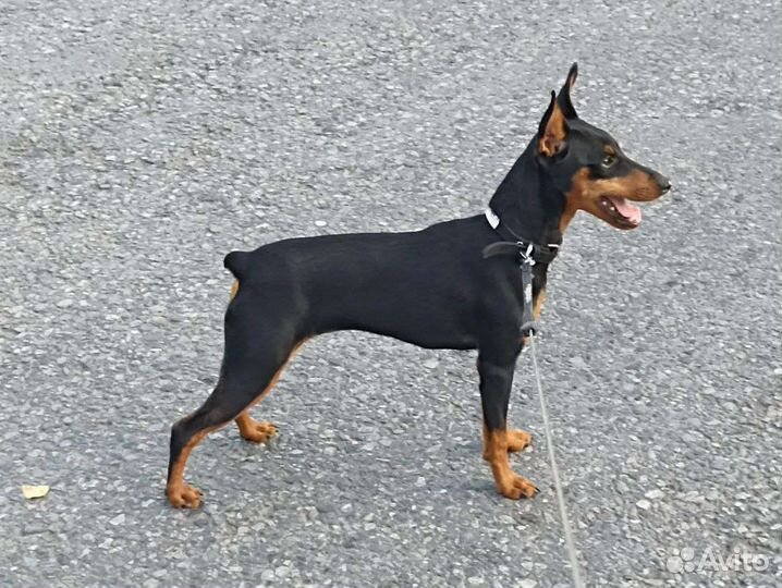 Цвергпинчер