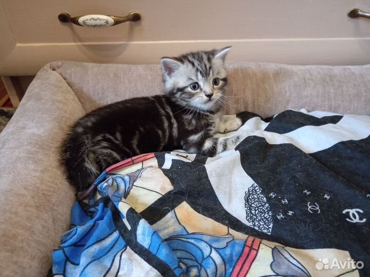 Британский котик