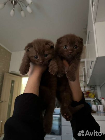 Шотландский кот вязка