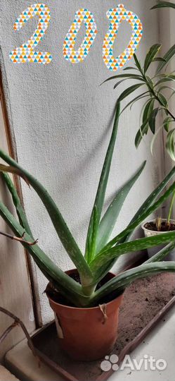 Комнатные цветы