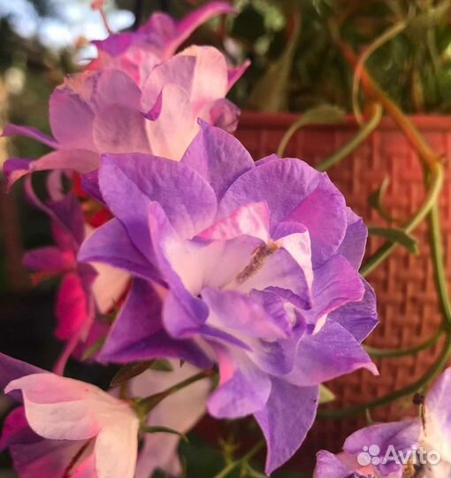 Кампанула (колокольчик)