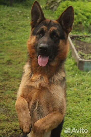 Щенки немецкой овчарки