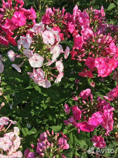 Флоксы сортовые