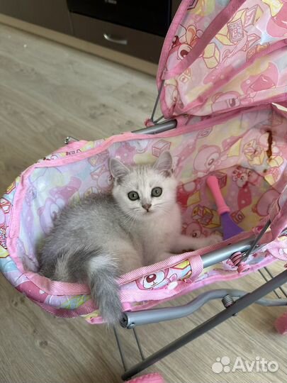 Котенок мальчик