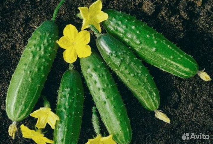 Сортовые семена огурцов опт от 3 кг