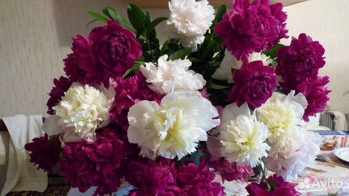 Астильбы,пион, много разных цветов