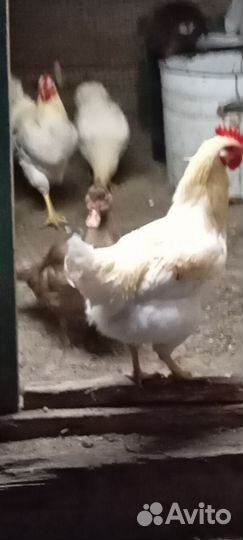 Петухи