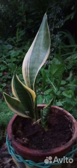 Сансевиерия