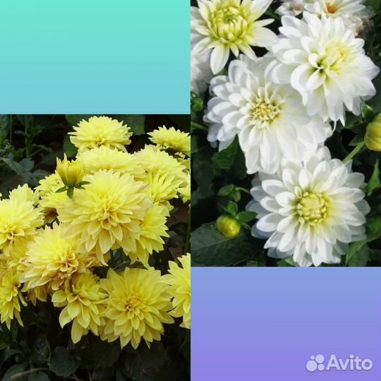 Цветы для сада