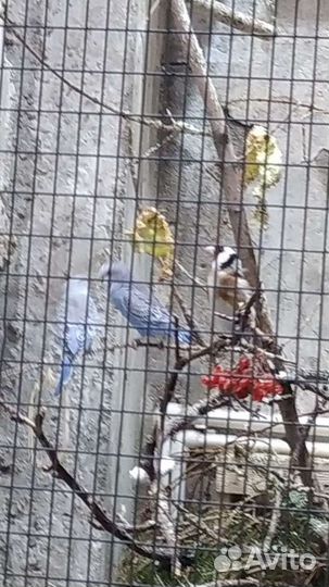 Певчие птицы