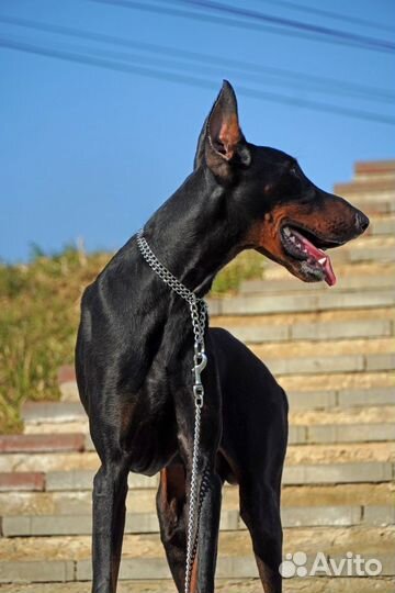 Ищем невесту