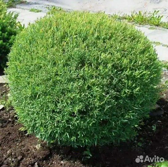 Ива пурпурная нана, ива свердловская 1