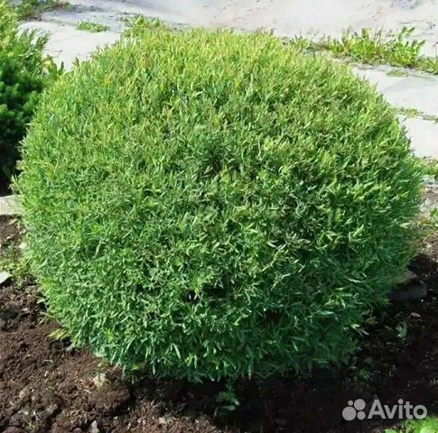 Ива пурпурная нана, ива свердловская 1