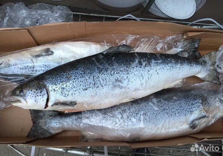 Семга Форель Кижуч