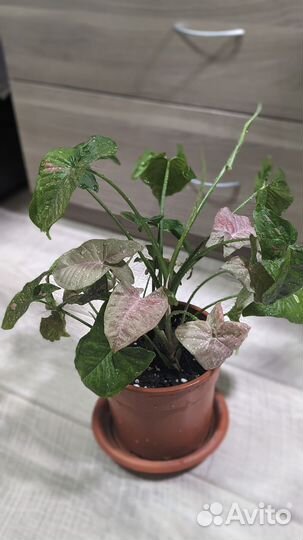 Сингониумы