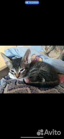 Отдам котят в добрые руки
