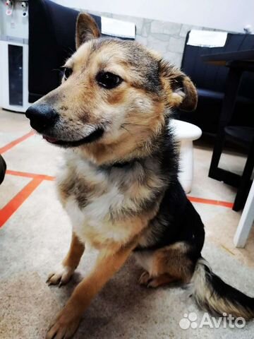 Собака из приюта ищет дом