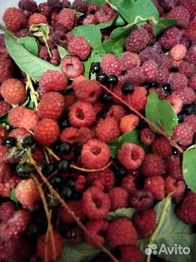 Компот ассорти