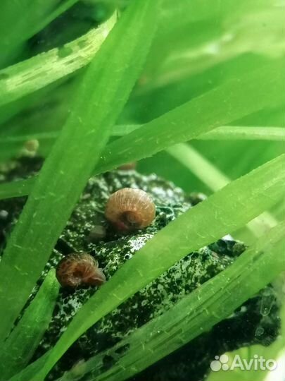 Улитки катушки