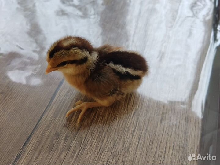 Куры цыплята