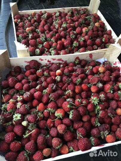 Клубника свежая ягода