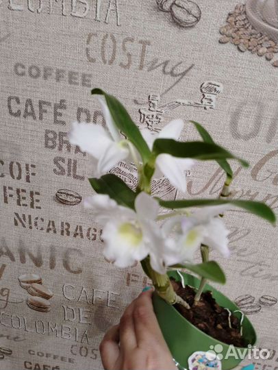 Орхидея дендробиум