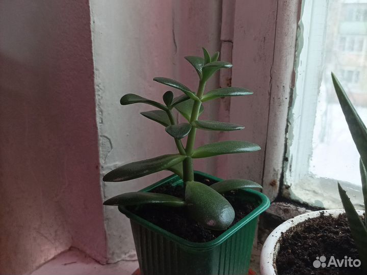 Комнатные растения