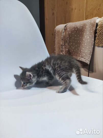 Котенок (кот)