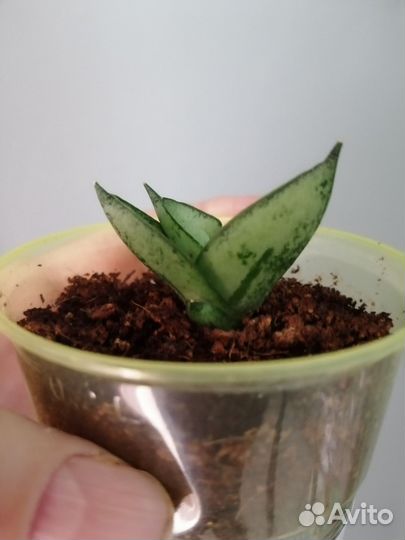 Сансевиерия Silver boncel мини