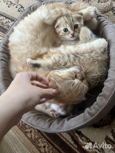 Кошки в добрые руки