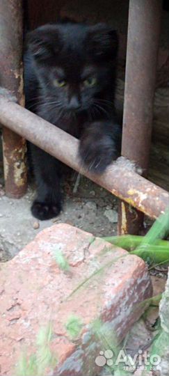 Котята ищут дом или передержку