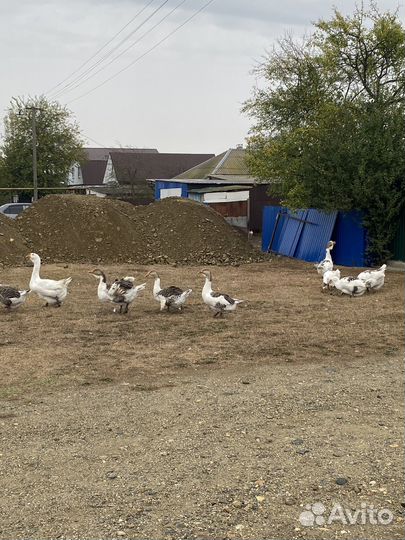 Гуси хормогорцы