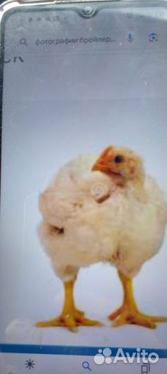 Куры несушки.Бройлер.Утята.Гусята, Муларды