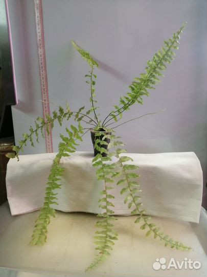 Нефролепис даффи и вариег, ктенанта, даво, хатиора