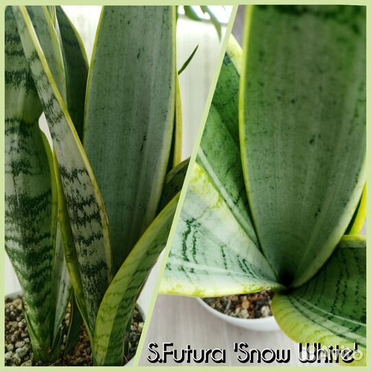 Сансевиерии