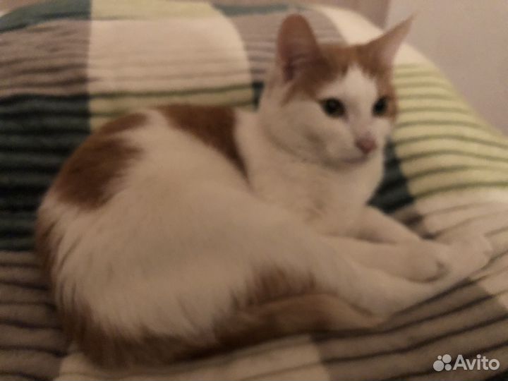 Отдам кошечку в добрые руки