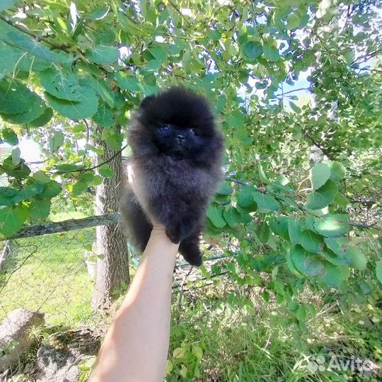 Померанский шпиц